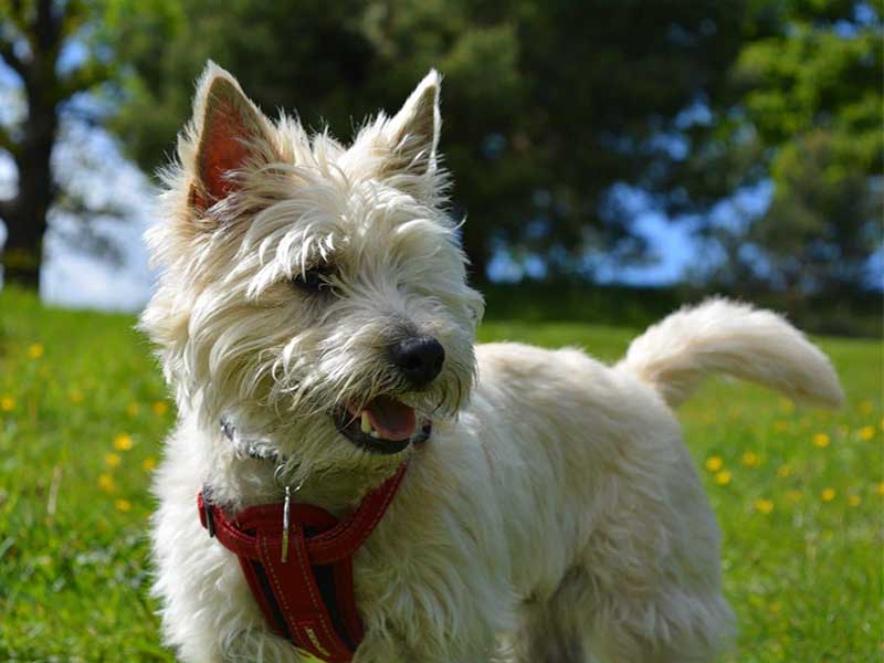 Everything You Wanted To Know About Cairn Terrier